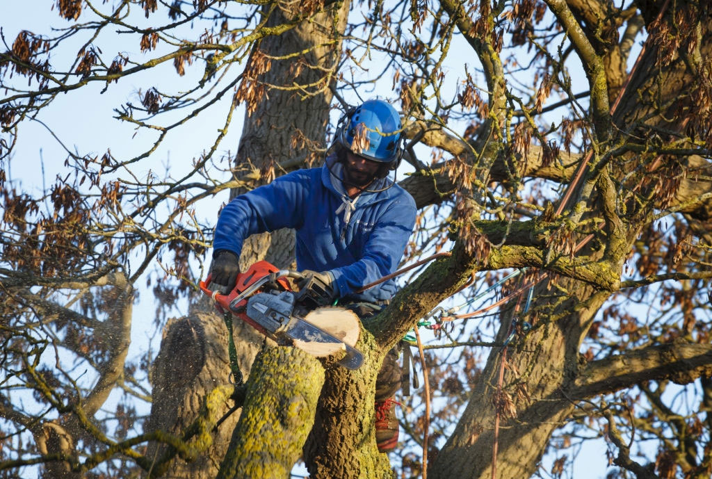 Kansas City Tree Service Pros Image
